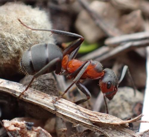 Réf. 228 428 : Formica pratensis